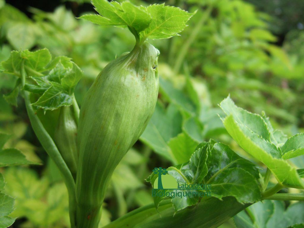 Très savoureux, l’Ashitaba bio possède un goût proche de celui du céleri, la plante peut être consommé cru ou cuit dans les salades, les soupes, les ragoûts ou encore sous forme séchée pour faire du thé et même sous forme de glace.