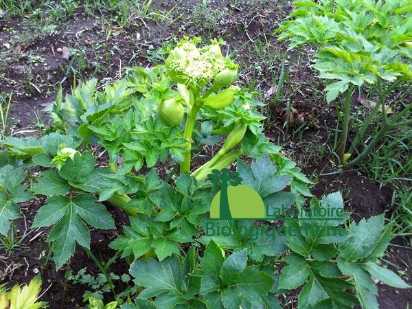 Très savoureux, l’Ashitaba bio possède un goût proche de celui du céleri, la plante peut être consommé cru ou cuit dans les salades, les soupes, les ragoûts ou encore sous forme séchée pour faire du thé et même sous forme de glace.