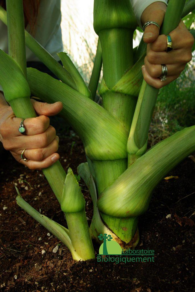 Très savoureux, l’Ashitaba bio possède un goût proche de celui du céleri, la plante peut être consommé cru ou cuit dans les salades, les soupes, les ragoûts ou encore sous forme séchée pour faire du thé et même sous forme de glace.